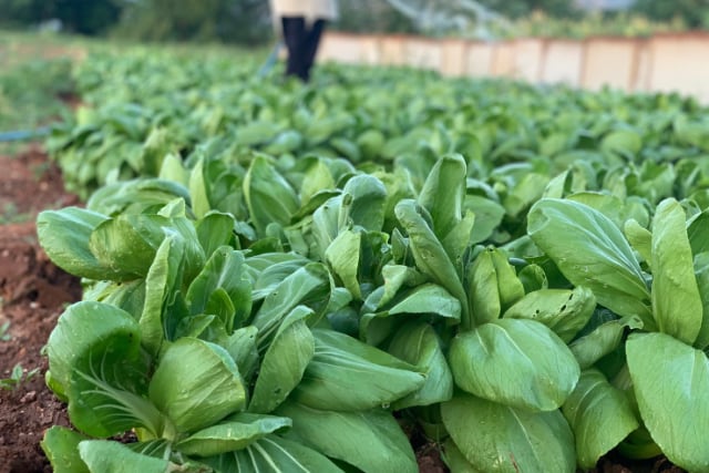 Baan Panalai Organic Farm 6